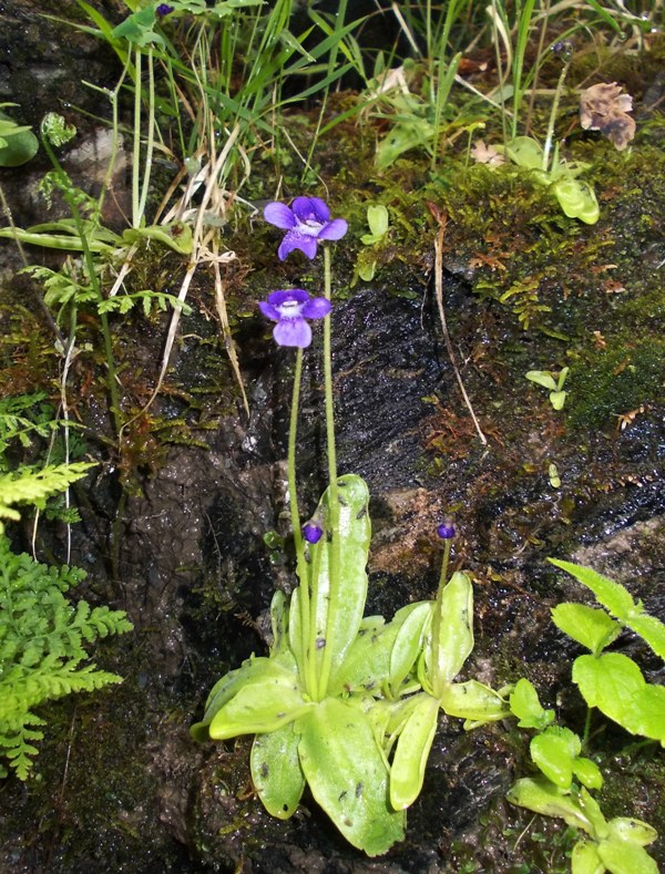 Pinguicula apuana / Pinguicola delle Apuane